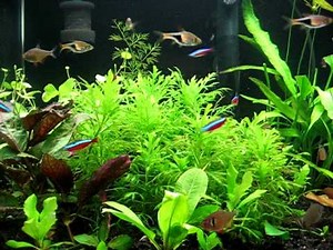 Cardinal Tetra spawning