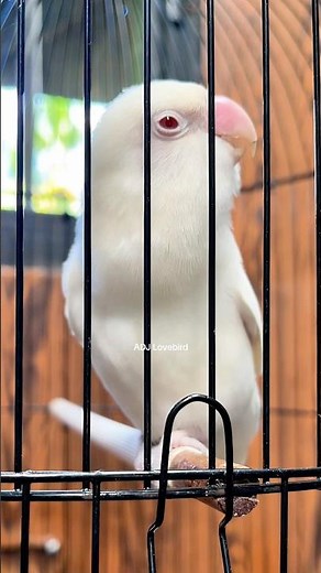 Burung Lovebird Fighter