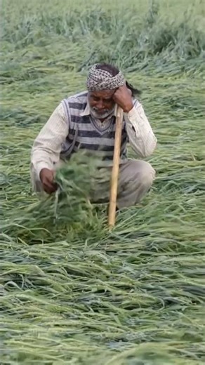 HAL chalaye tune #music bechara#