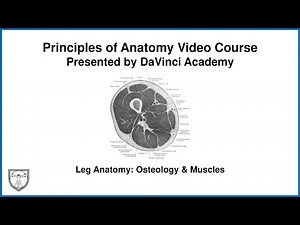 Leg Anatomy: Osteology & Muscles [Lower Limb Anatomy 9 of 13]