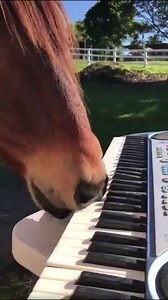Funny Horse plays the piano with his nose 😄👏🏻👏🏻😍 #horselover #horseriding #horseplanet #quarterhorse #horseshoe #horsebackriding #ilovemyhorse #horsegirl #horsearegirlbestfriend #cowgirl #horses #Horse #Myhorse #Horseloveyou | Horse riding is my passion