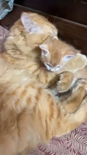 Cats V's | Samba And Mini