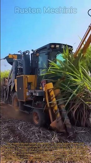 Harvesting Billions of Tons of Sugarcane: The Complete Sugar-Making Process!