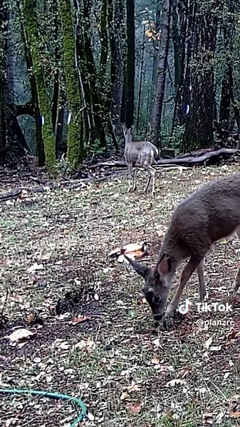 Exploring Forest Wildlife Through Photography