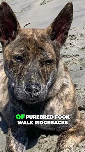 Meet the Phu Quoc Ridgeback - One Of World's Rarest Dogs (Vietnamese Ridgeback)
