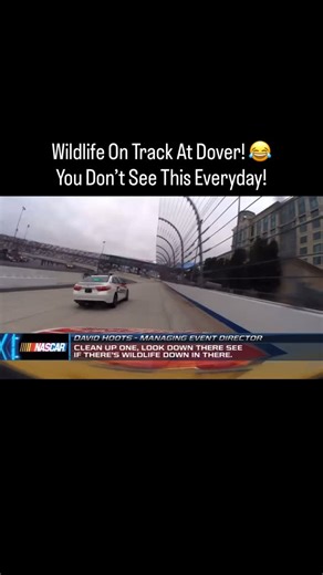 Truex kept it real! - Follow @3wide.media for more! - - - - #nascar #racing #kylebusch #busch #racetrack #hamlin #logano #daytona | 3wide.media