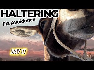 Why Your Donkey Avoids the Halter (And How to Fix It)