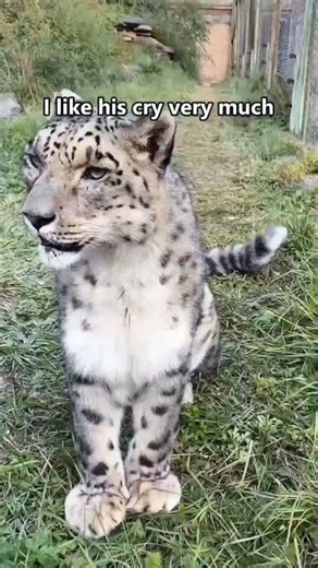 A Leopard Is Just a Giant Kitty 😻🐆 #shorts #animals #cats