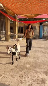 Fit check, Mumbai edition ✨ From walking a goat to getting fruit from a stand, fashion designer Diya Joukani is going viral for showing off her looks in everyday moments. | 🎥: diyajoukani | Instagram