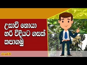 දැව හෙළීම් බලපත්‍රයක් ලබා ගමු | Get a Tree felling permit