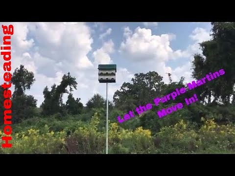How To Install a Purple Martin Bird House