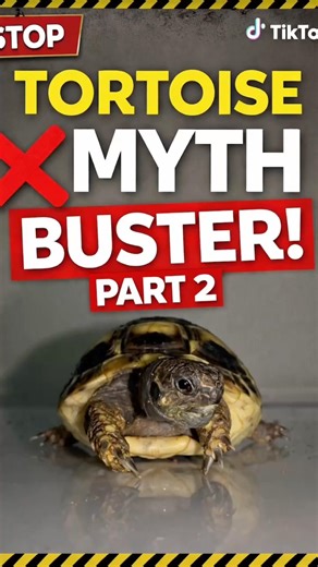 Not all tortoise housing advice online is correct! #tortoise #tortoisecare