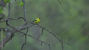 Birds In Flight, An American Gold Finch Flying From A Tree Branch Perch