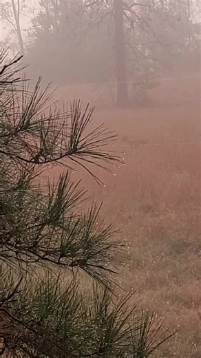 They moving early | Daniel Carter