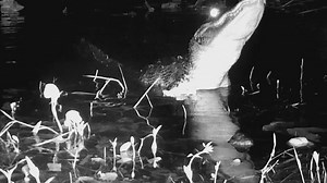 If you have never heard an alligator making some noise well here is what it sounds like. It's call "Bellowing". What does it mean when an alligator bellows? Alligators bellow to communicate their body size to territorial rivals and potential mates. This helps them avoid conflict with rivals and attract females to their location. The lower the acoustic resonance of a bellow, the bigger the alligator making the sound is. Female alligators only accept mates that are larger than them. For this reaso