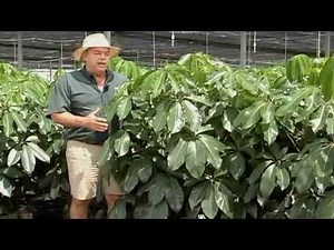 Schefflera Amate 7-24-13