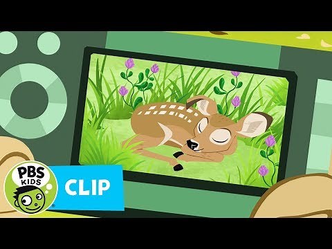 WILD KRATTS | Catch! | PBS KIDS