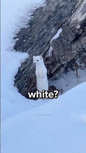 How Can Weasels Turn From Brown to White? 😳