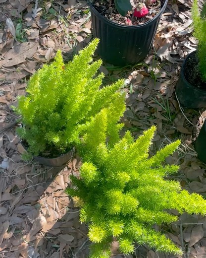 Cheap Scapes Nursery LLC on Instagram: "For sale. Further information contact Rob 985 788 5603. Sprenger’s asparagus ( Asparagus densiflorus ‘Sprengeri’) is a popular, non-fruiting, fern-like plant known for its fine, bright green, needle-like foliage, often used in hanging baskets, containers, and as an ornamental ground cover. Despite its name, it’s not a true fern but a subtropical relative of the asparagus vegetable, featuring arching stems with tiny, leaf-like structures called cladophylls,