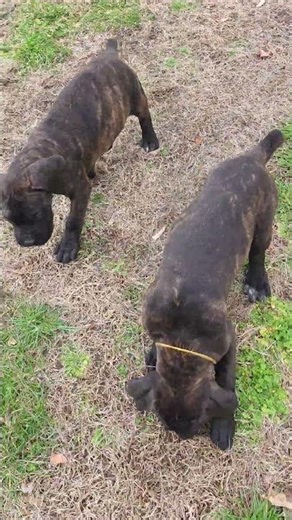 5 Brindle Cane Corso Puppies Running Like Little Tanks 🐶🔥 #canecorso #mastiff #puppy