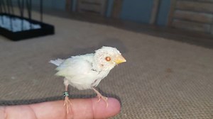 Red throat parrot finch mutation (seagreen lutino) hanfeeding | Paradise Aviary