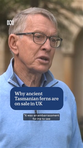 Thousands of native tree ferns are harvested from Tasmania's forests for export each year. Some say the trade saves ferns from destruction, while others accuse the industry of greenwashing. 🎥 By Emily Smith via ABC News Tasmania Get the news that matters to you straight from the source. Download the ABC NEWS app: https://ab.co/abcnewsapp | ABC Northern Tasmania