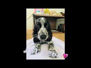 子犬のお迎え🐶イングリッシュコッカースパニエル
