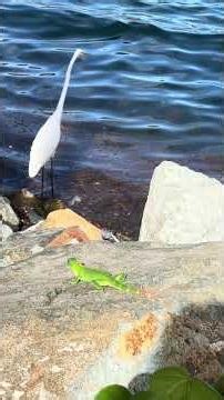 ALLURE OF THE SEAS. CHARLOTTE AMALIE WEST. #travel #caribbeanisland #beach #automobile.