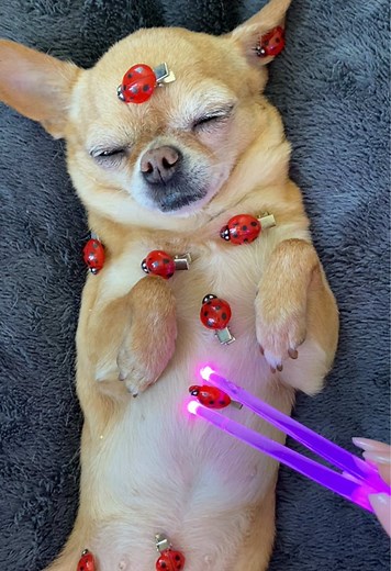 Relax with ASMR: Ladybug and Dog Sounds for Sleep
