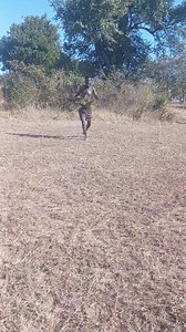 20K views · 1.2K reactions | "Celebration of Ronaldo By Chabba | Kavo Manando | Facebook