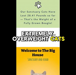 The Big House FAQ Part 1 | The Big House Cats