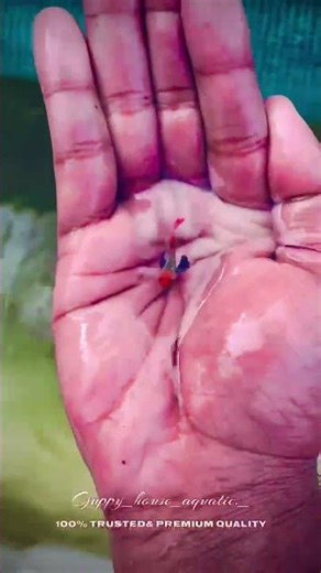 Before the Dinosaurs: 500 Million Years of Evolution