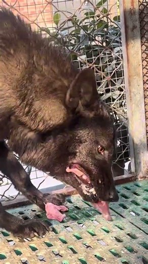 Black Alpha Wolf Feeds First… The Pack Waits 😳🐺🔥