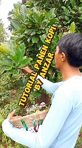 19K views · 328 reactions | Buat cewek2 wajib coba ini lipcream dan heanbody nya sudah murah BPOM lagi buat para laki2 sayang istri ya di belikan biar tambah na sayang Ki Barang ready di Multasyamsi dan Kurir Sinoa STOK TERBATAS TUTORIAL PANEN KOPI DENGAN CEPAT | Kurir Sinoa | Facebook