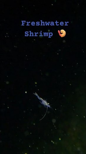 Freshwater Shrimp in Swiss Lakes – A Surprising Discovery! 🦐🌊