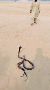 two snakes attack on jagga jogi | Monkey and Snake