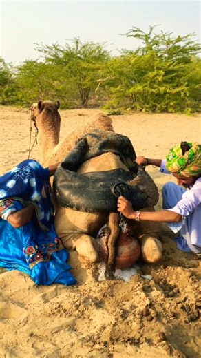 كيف أخرج الفلاح السِّلال العالقة تحت الجمل؟ 🐪 #shorts #animals #wildlife