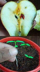 How to Germinate Pear Tree From Seeds Quickly and Easily | Dian Creative