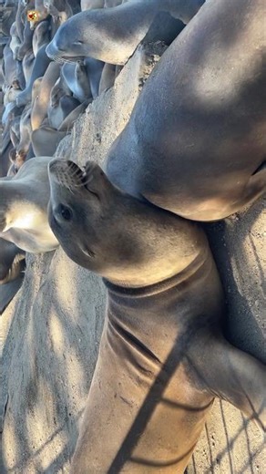 Sea Lions Sound 🖤 ( Barking ) (1)