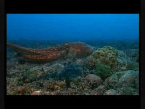 scorpion fish eating octopus