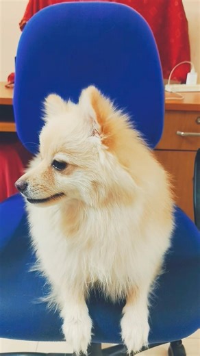 isko kya hua || Indian Spitz dog || IndianSpitz dog playing || Indian Spitz dog barking #dog