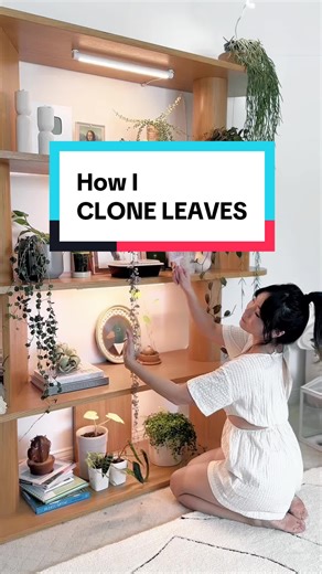 I sprouted 3 leaves on my head now what. 👉Curious? The cloning paste I use to regrow leaves on bald plants is on my L 1 NKTREE and AMÂZON. This cloning paste works on plants with visible nodes (growth points) such as orchids, monstera, philodendron, pothos, hoya, ficus, and other vining plants by activating the dormant node to produce a new shoot or branch. ✨ Tip: only apply it to one or two nodes per plant so you don’t stress the plant. Do you have any balding plants that could use this? . . .