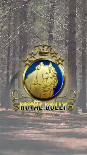 2 pups available off this handsome dude. RBE HITMAN. PM for more info #fyp #goviral #explore #for #dogsoftiktok #bullies #southafrica