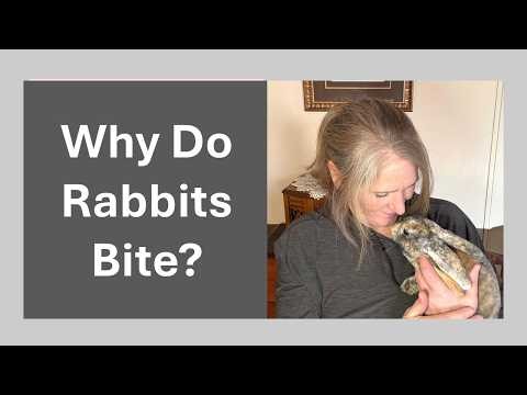 Why Rabbits Bite and What You Can Do