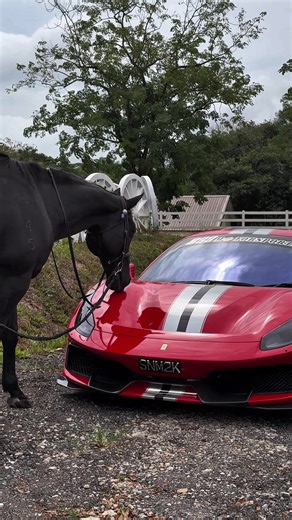 Year of the Horse in Ferrari's Evolution