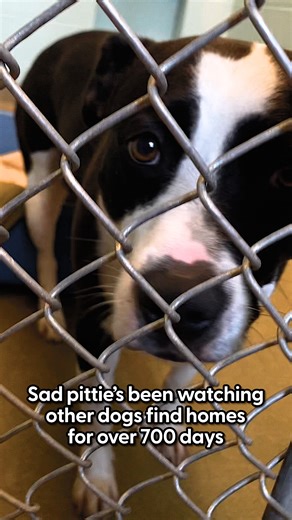 351K views · 10K reactions | Dog-friendly, kid-friendly pittie has...