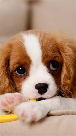 Soumojit Mukherjee on Instagram: "The recent demolition of the two cooling towers at the Gundremmingen nuclear power plant in Bavaria marks a significant, visible step in Germany's nuclear phase-out. While intended to advance the country's energy transition, this move is harmful as it exacerbates Germany's energy and economic challenges. The plant's closure has contributed to Germany becoming a net electricity importer, reliant on its neighbors after years of being an exporter. This comes at a t