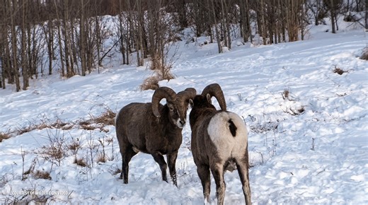 Watch what happens when two bighorn sheep crash heads at full force