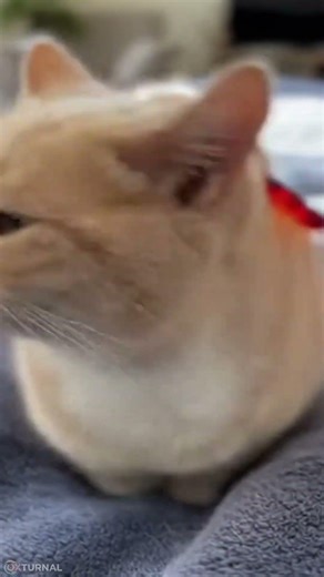 Cat Gets Shocked by a Fake Centipede Toy 😹 #animatedshorts #cat #funny #funnycats #cute