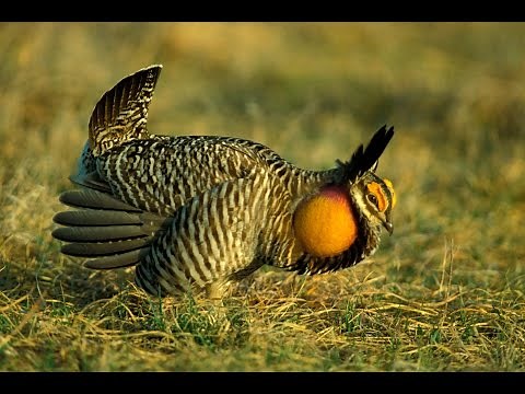 Prairie-Chickens Booming
